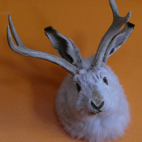 jackalope