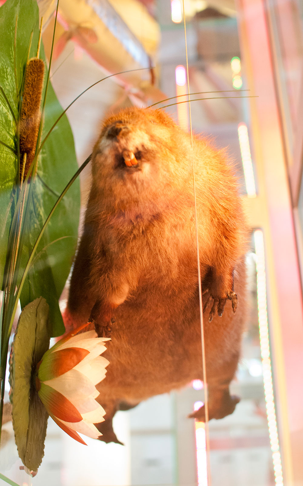 taxidermied beaver