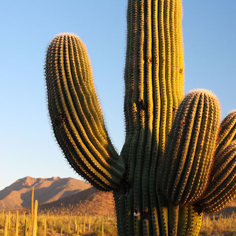 saguaro cactus