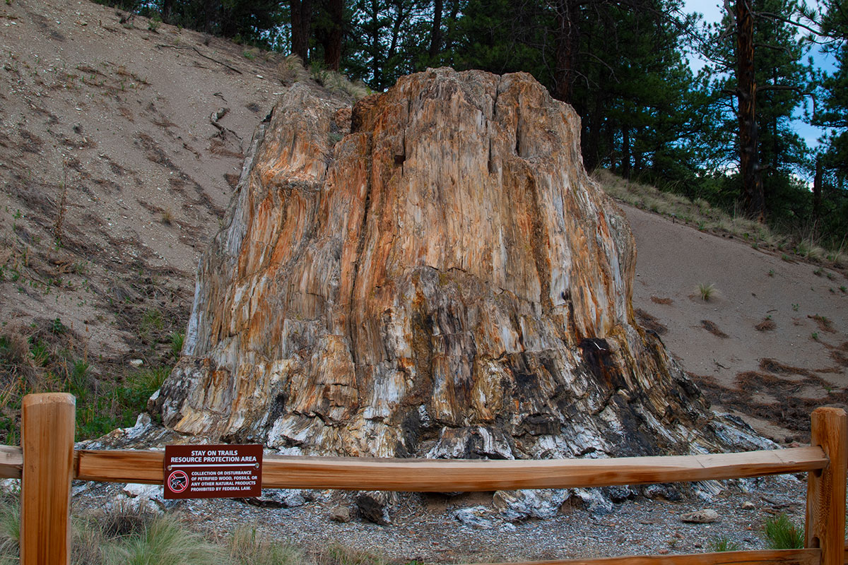 The Big Stump from the Florissent Fossil Beds